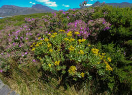 Imagem de Senecio halimifolius L.