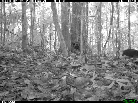 Image of White-throated Tinamou