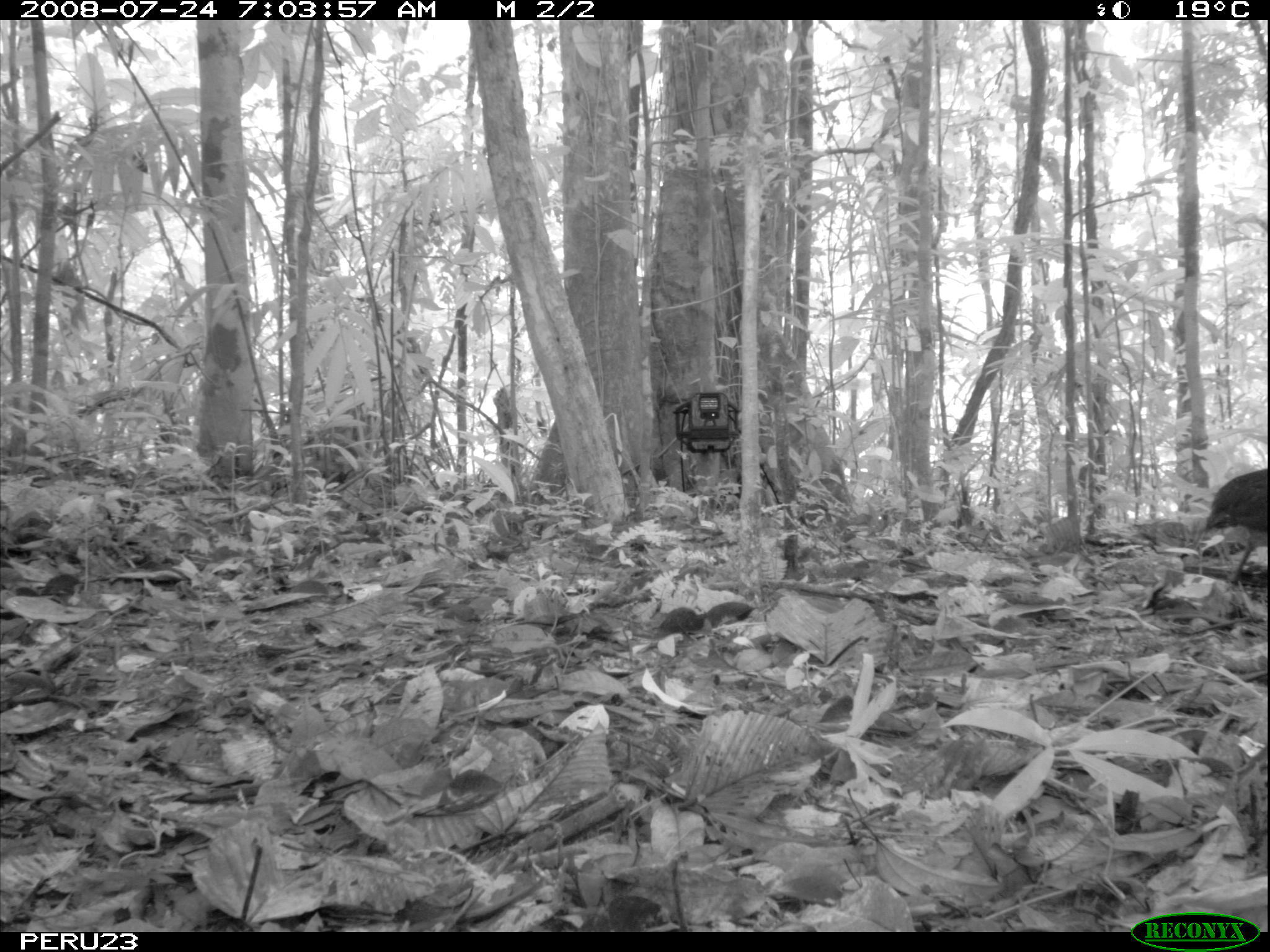 Image of White-throated Tinamou