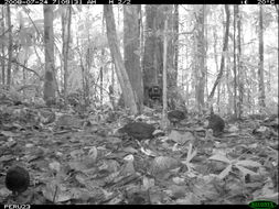 Odontophorus gujanensis (Gmelin & JF 1789) resmi