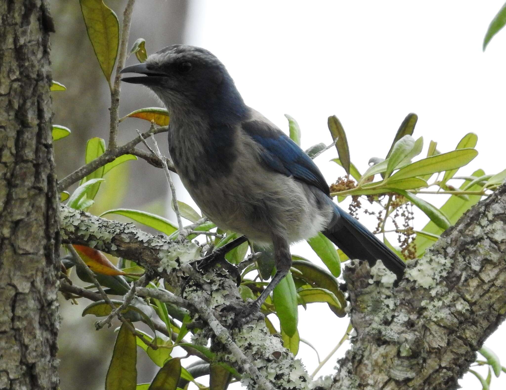 Imagem de Aphelocoma coerulescens (Bosc 1795)