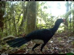 Image of Salvin's Currasow