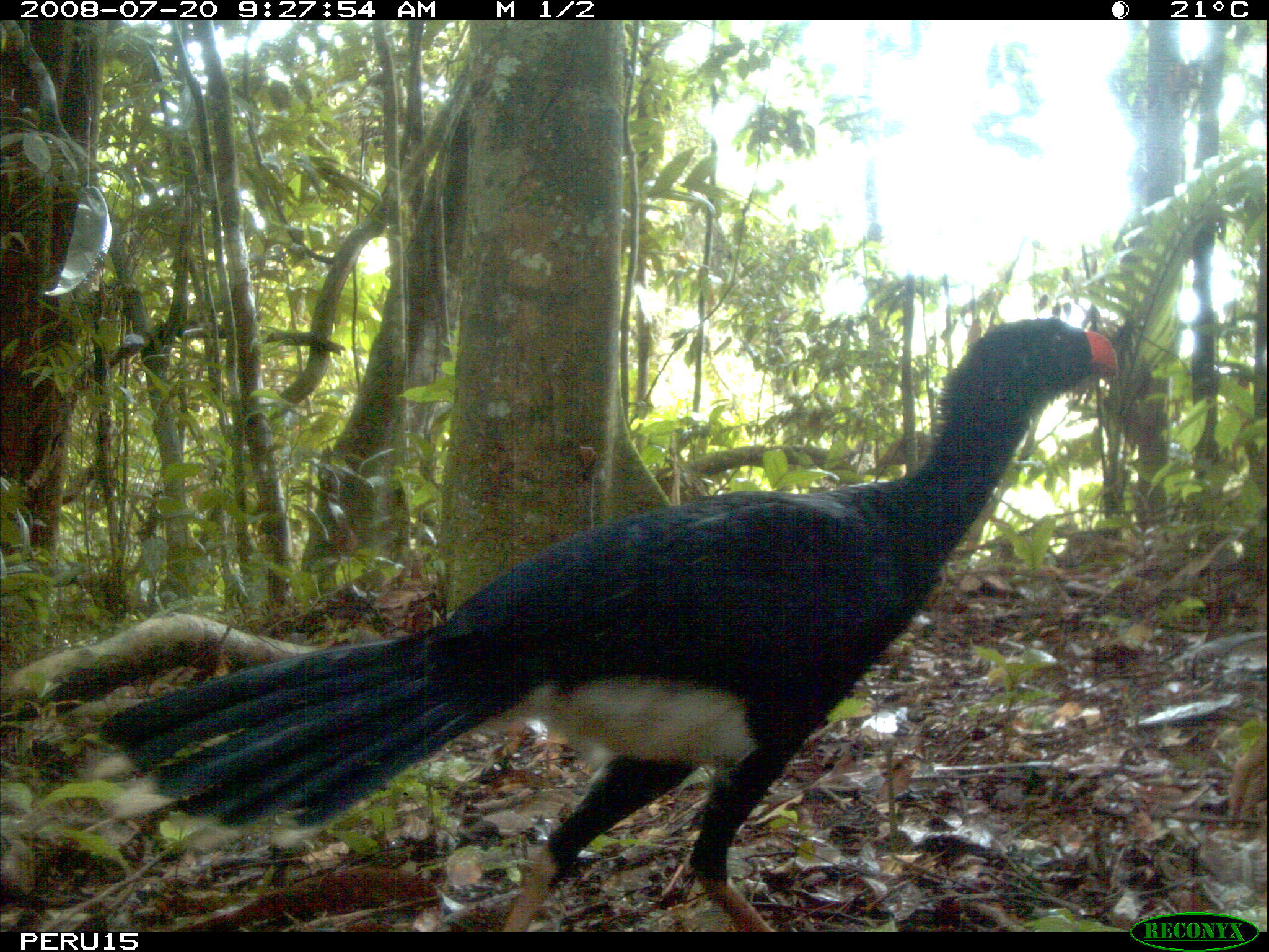Image of Salvin's Currasow