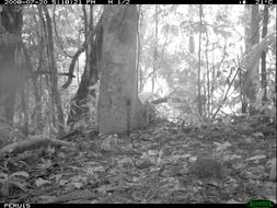 Image of Great Tinamou