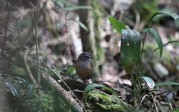 Image of Mountain Wren-Babbler