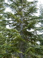 Image of Shasta red fir