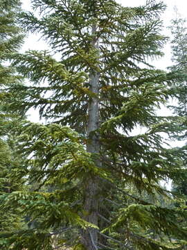 Image de Abies magnifica var. shastensis Lemmon