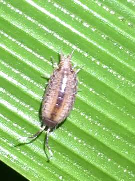 Image of Pillbug