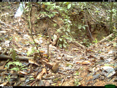 Image of Striated Ant Thrush