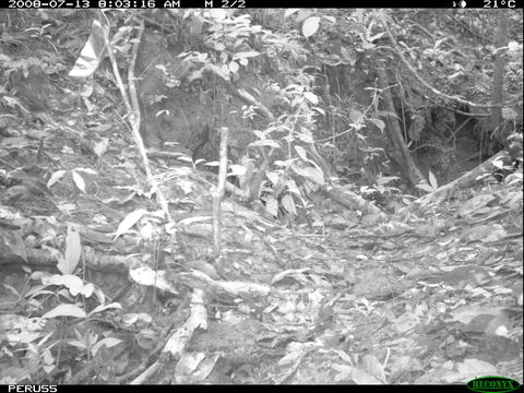 Image of Striated Ant Thrush