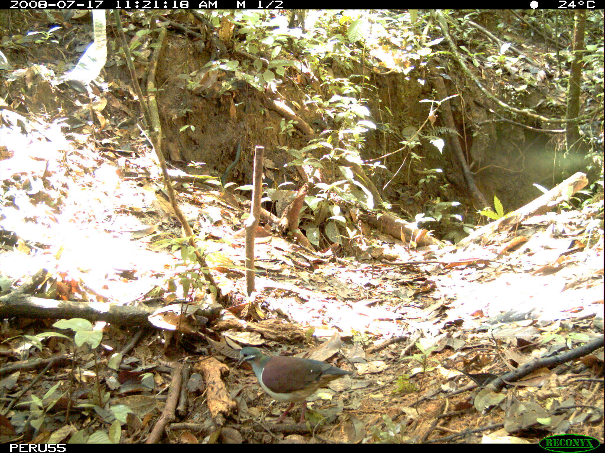 Image of Saphire Quail Dove