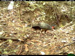 Image of Spix's Guan