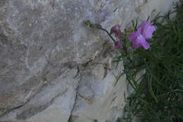 Image of Antirrhinum litigiosum Pau