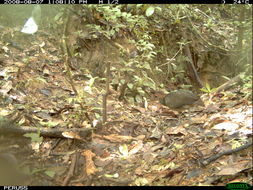 Image of Great Tinamou