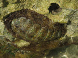 Image of West Indian fuzzy chiton