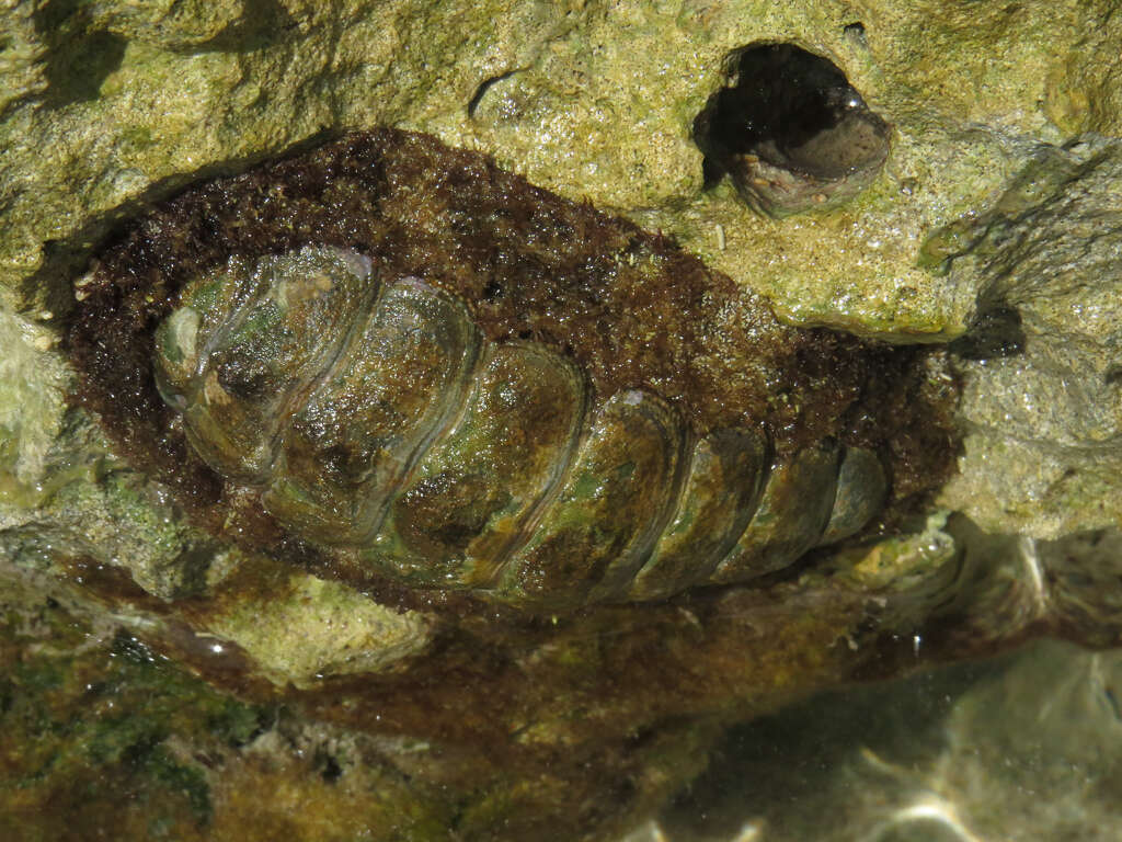 Imagem de Acanthopleura granulata (Gmelin 1791)