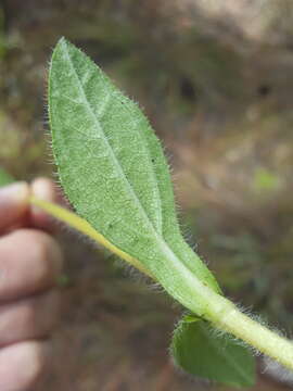 Image of Rayless Sunflower