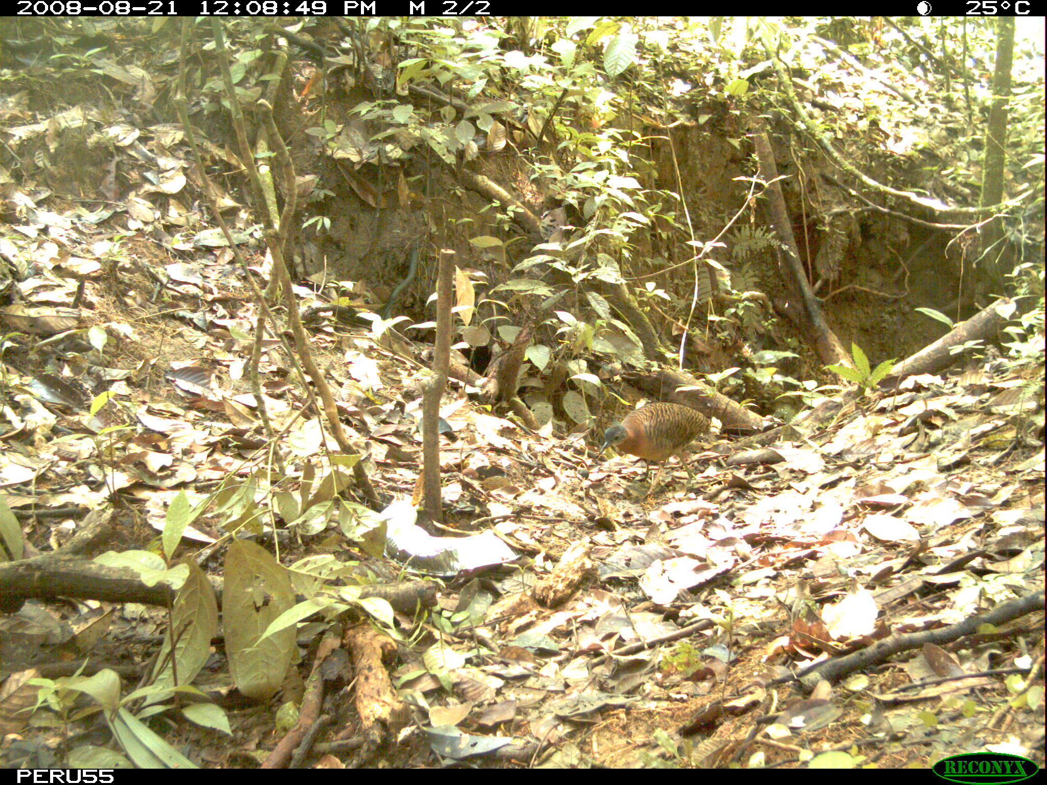 Image of Variegated Tinamou