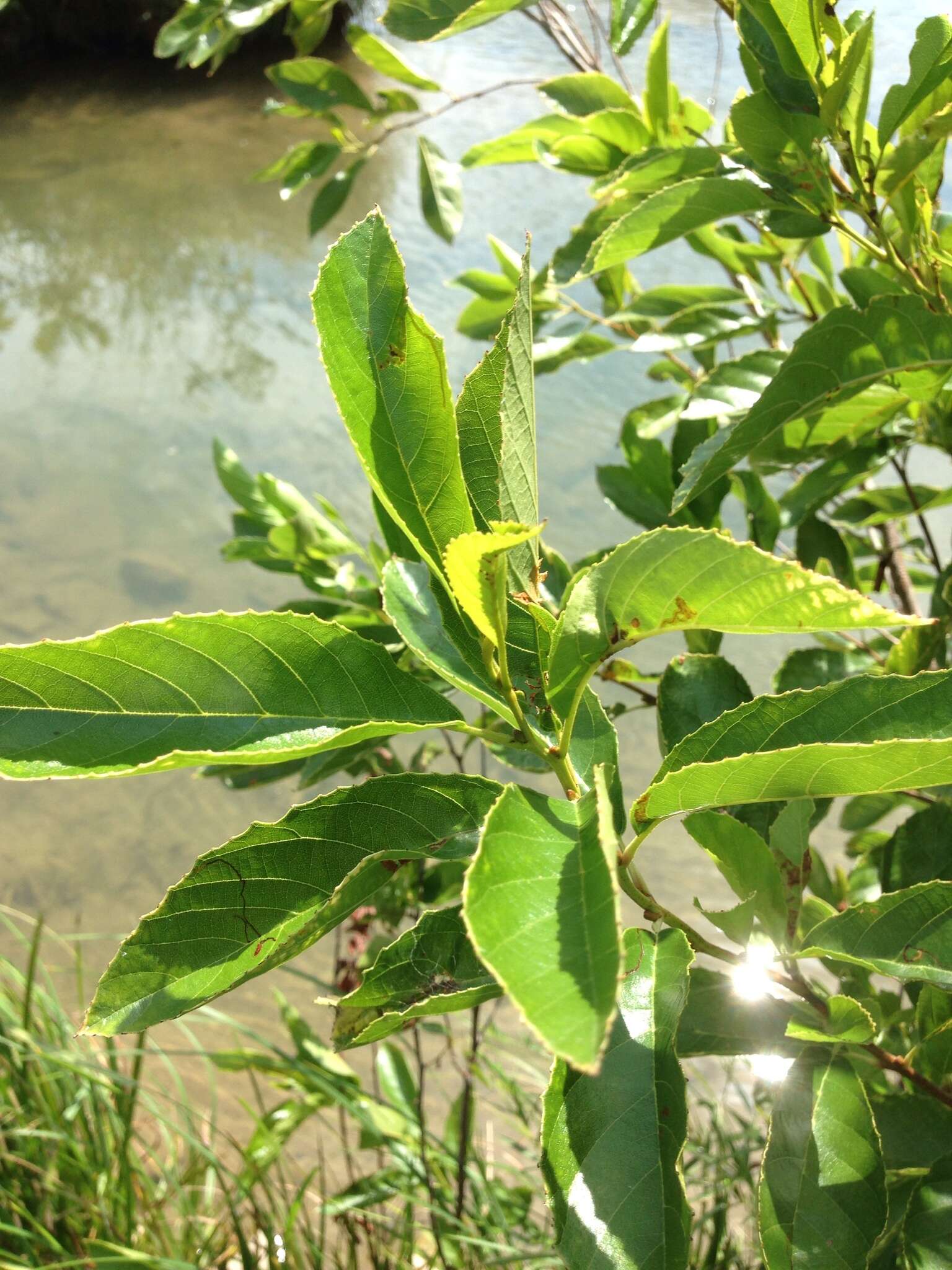 Image of Brook alder