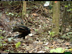 Image of Greater Yellow-headed Vulture