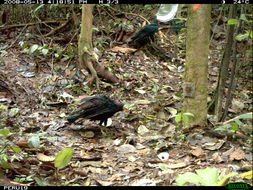 Image of Greater Yellow-headed Vulture