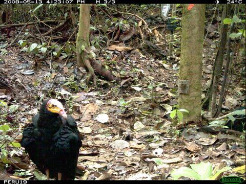 Image of Greater Yellow-headed Vulture