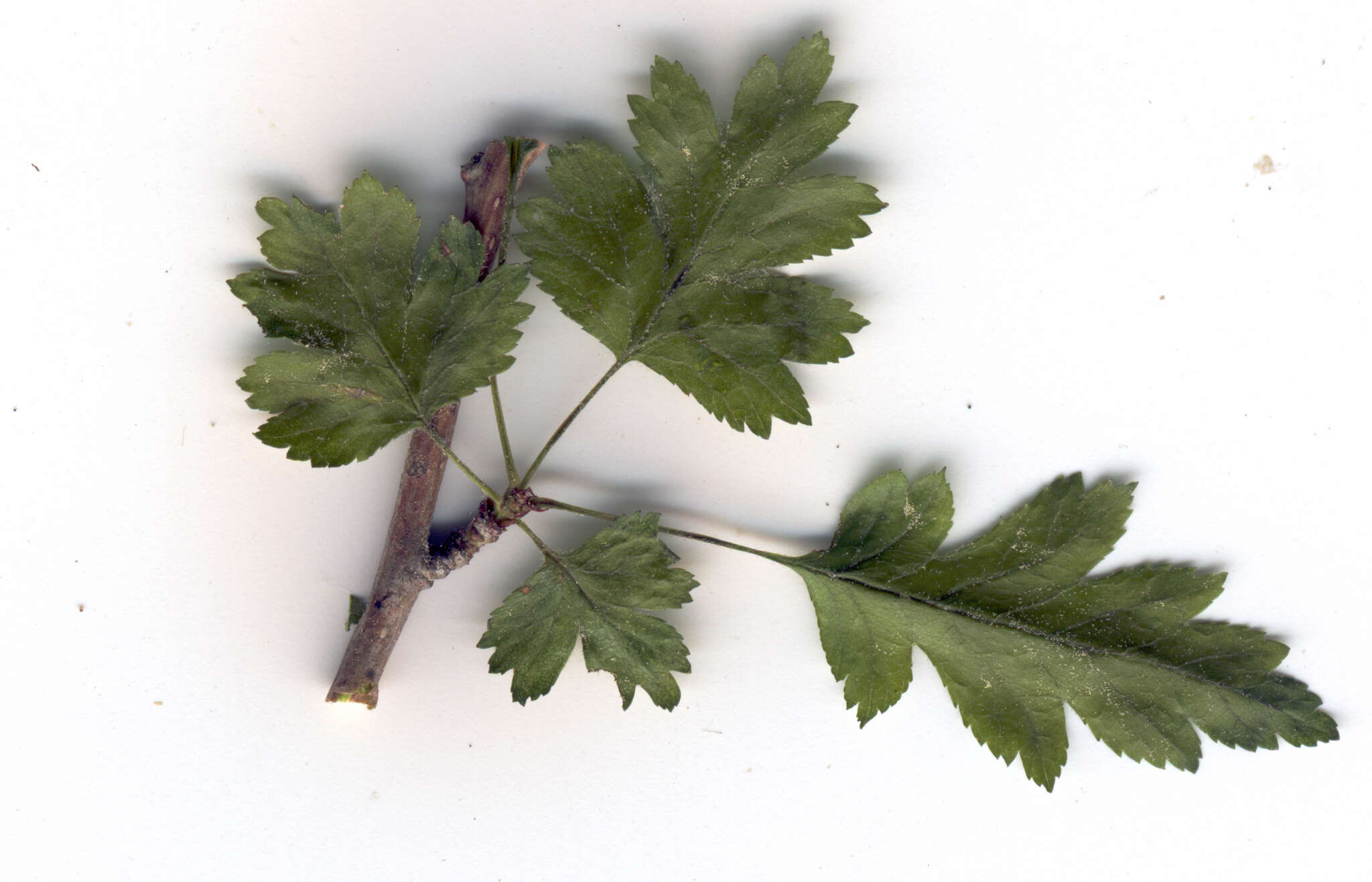 Image of Crataegus microphylla C. Koch