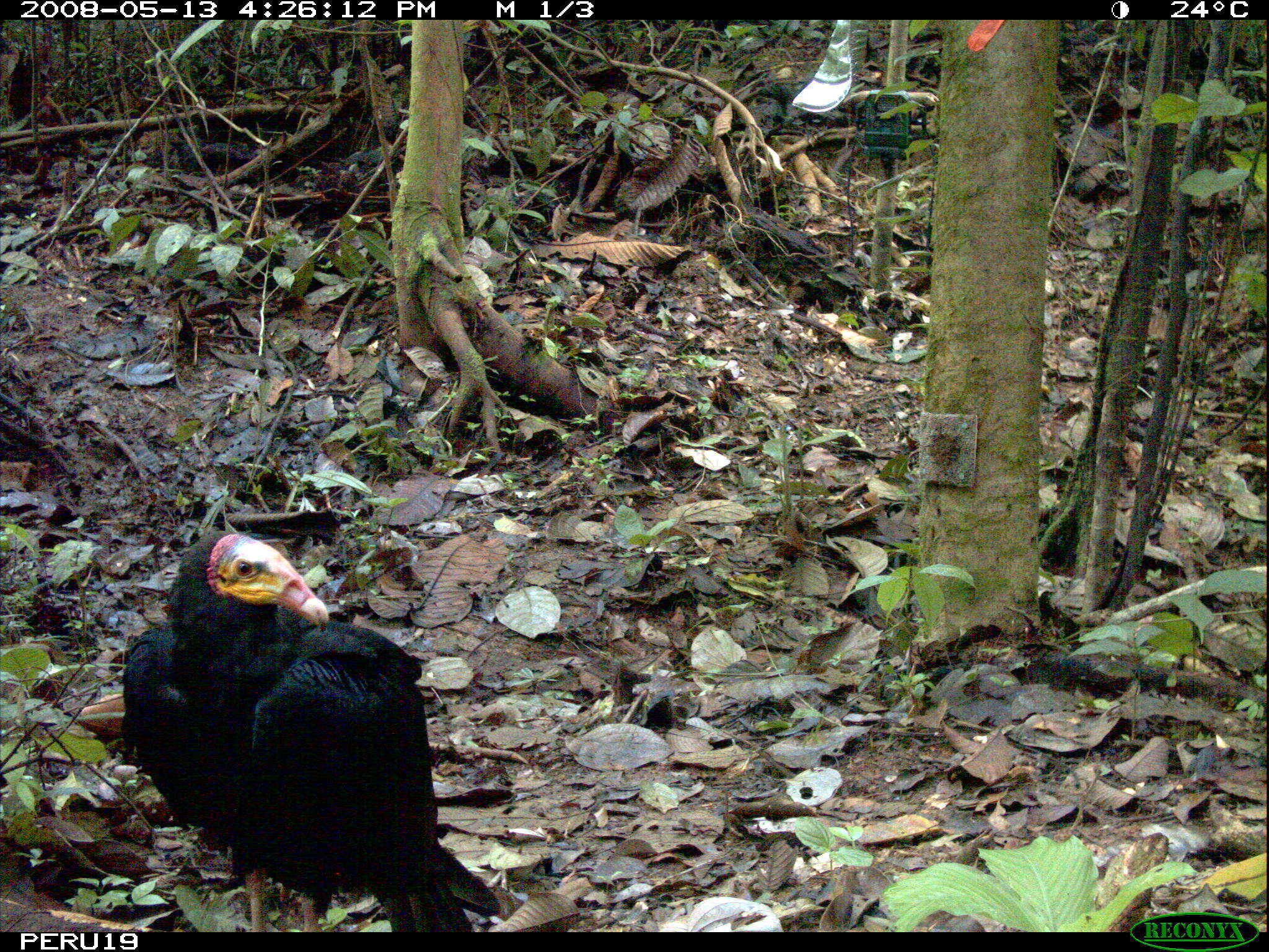 Image of Greater Yellow-headed Vulture