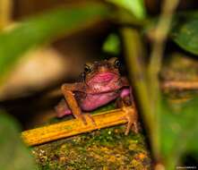 Image of Cayenne Stubfoot Toad