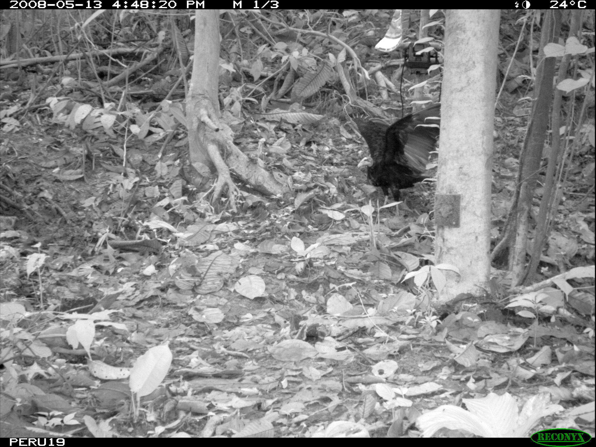 Image of Greater Yellow-headed Vulture