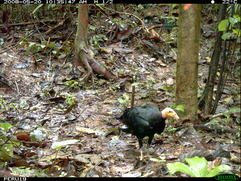 Image of Greater Yellow-headed Vulture