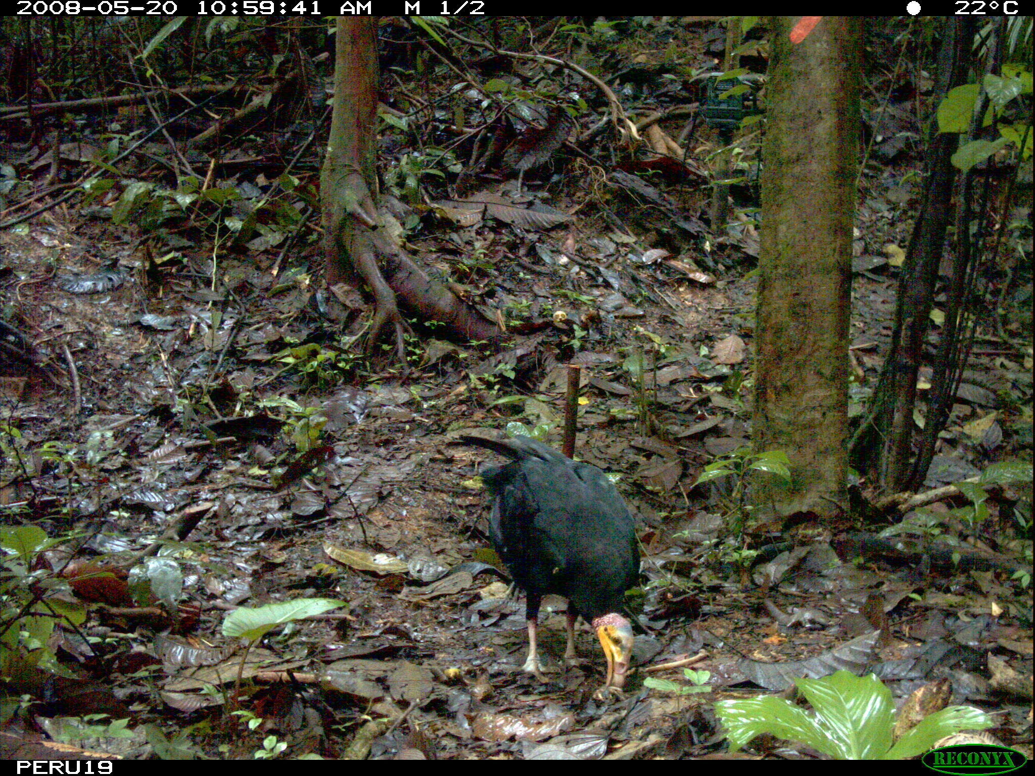 Image of Greater Yellow-headed Vulture