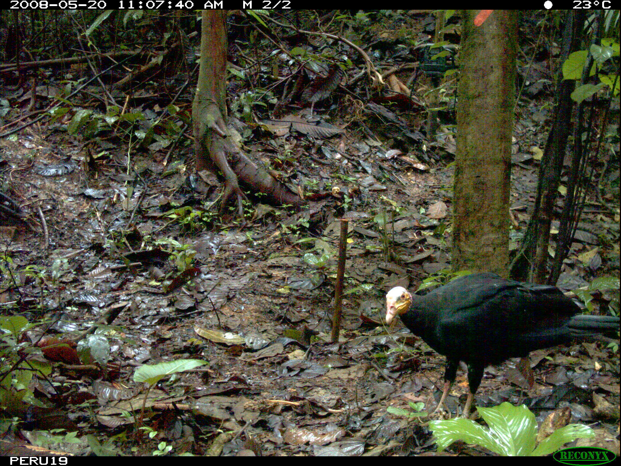 Image of Greater Yellow-headed Vulture