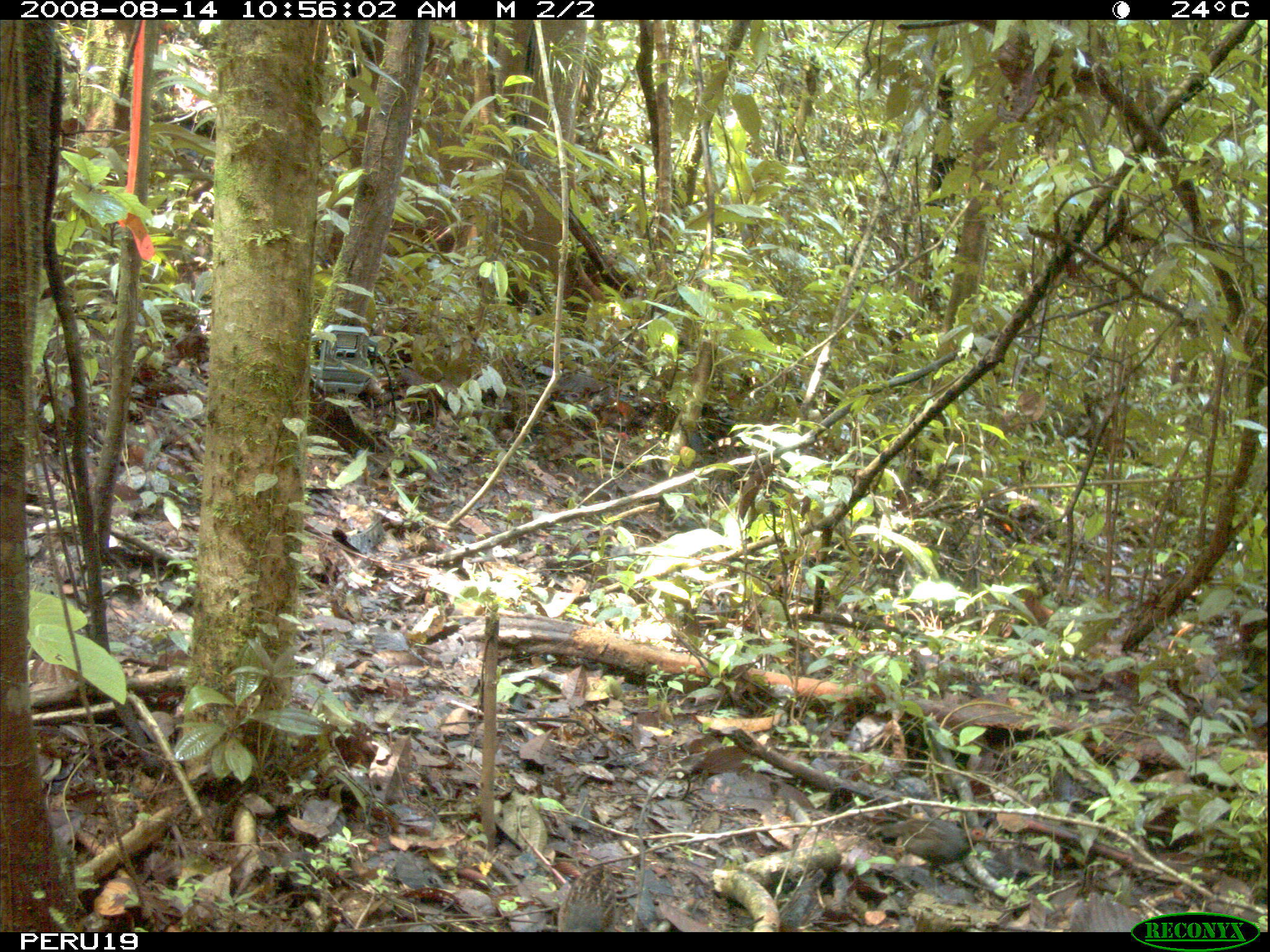 Odontophorus gujanensis (Gmelin & JF 1789) resmi