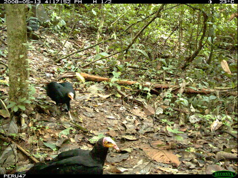 Image of Greater Yellow-headed Vulture