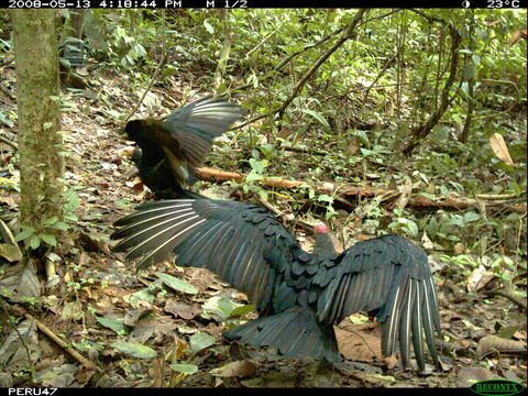 Image of Greater Yellow-headed Vulture