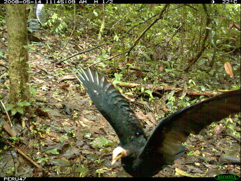 Image of Greater Yellow-headed Vulture