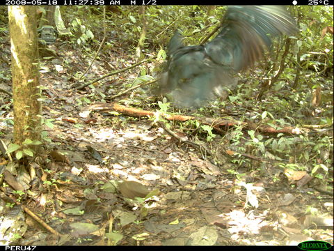 Image of Greater Yellow-headed Vulture