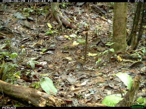 Image of Striated Ant Thrush