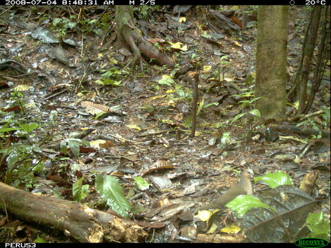 Image of Gray Fronted Dove