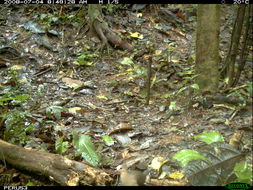 Image of Gray Fronted Dove