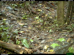 Image of Gray Fronted Dove