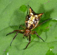 Image of Micrathena fidelis (Banks 1909)