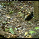 Image of Grey-winged Trumpeter