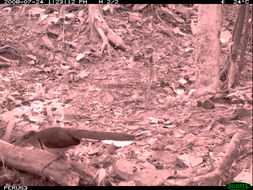 Image of Rufous-vented Ground-cuckoo