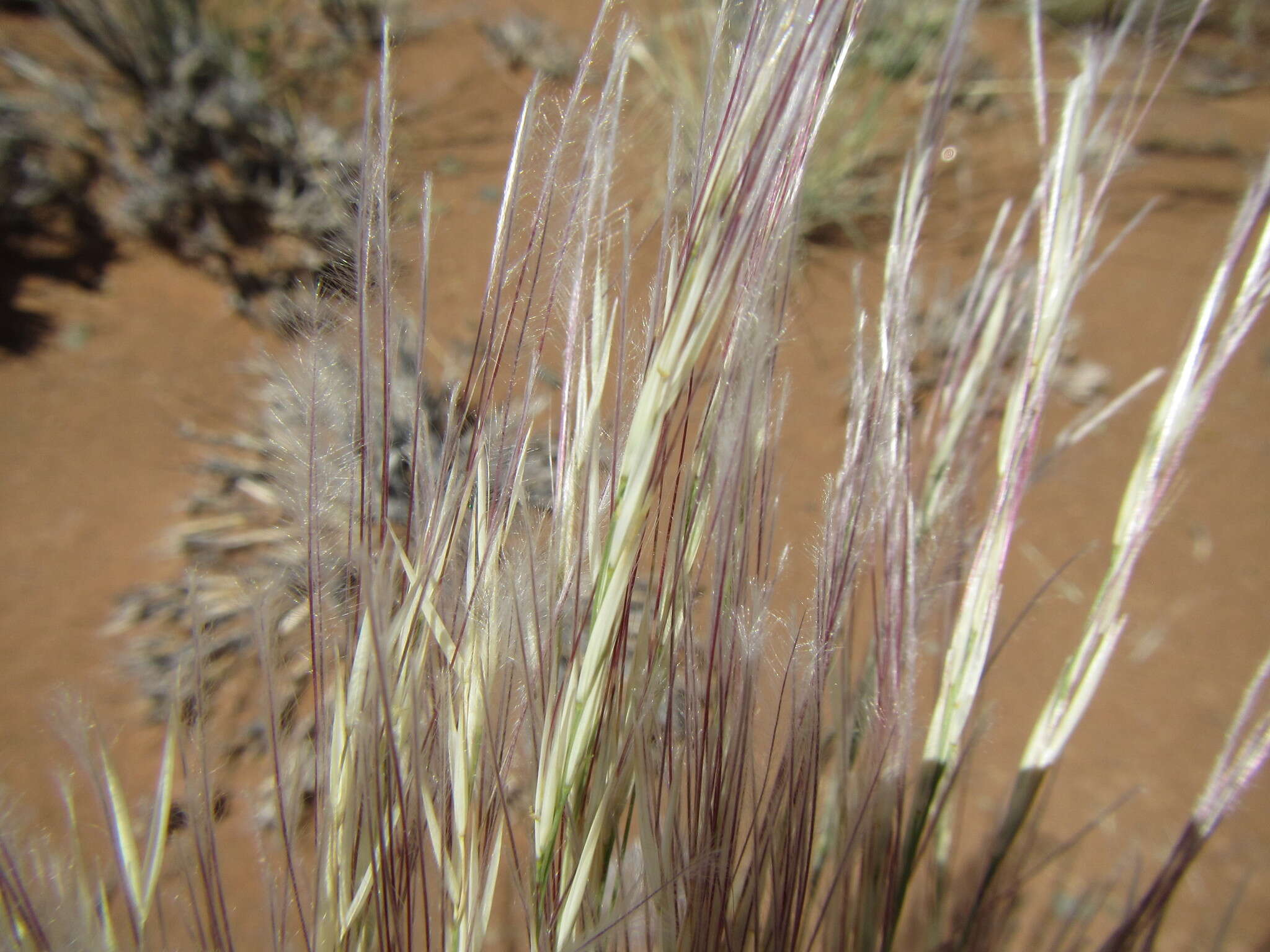 Image de Stipagrostis ciliata (Desf.) De Winter