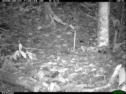 Image of Striated Ant Thrush