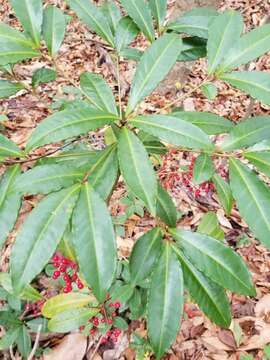 صورة Ardisia crenata Sims