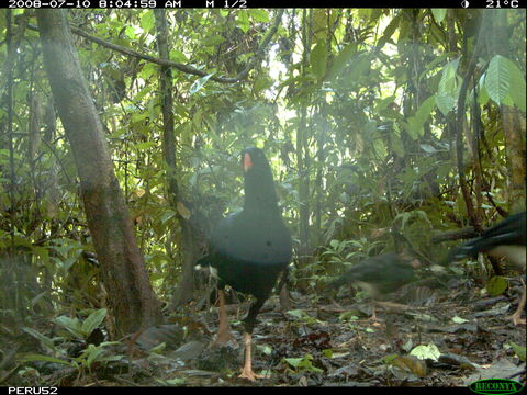 Image of Salvin's Currasow