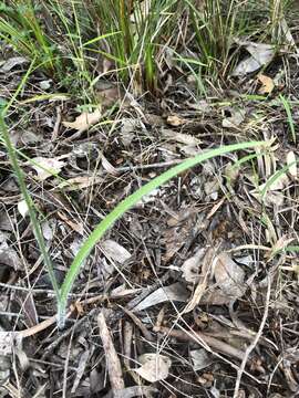 Imagem de Caladenia brownii Hopper